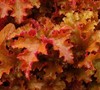 Zipper Heuchera Coral Bells
