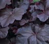 Obsidian Heuchera-(Heuchera X Hybrid 'Obsidian')