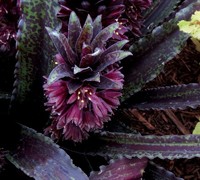 Dark Star Pineapple Lily-(Eucomis Dark Star') Picture