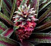 Freckles Pineapple Lily-(Eucomis 'Freckles')