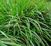 East Indian Lemon Grass Picture