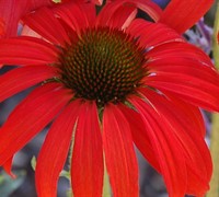 Tomato Soup Coneflower-(Echinacea 'Tomato Soup') Picture