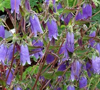 'Summertime Blues' Bellflower-(Campanula Punctata 'Summertime Blues') Picture