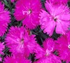 Neon Star Dianthus Picture