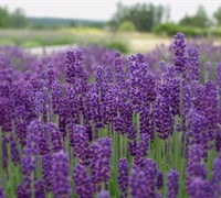 Hidcote Lavender Picture