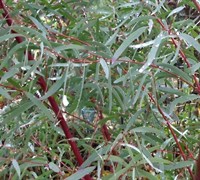 Angus Willow Peppermint Eucalytpus Picture