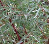 Angus Willow Peppermint Eucalytpus
