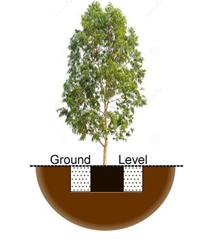 Plant A Tree Outdoors