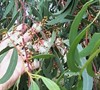 'Grace' Bendemeer White Gum Eucalyptus