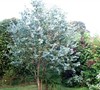 'Big O' Eucalyptus Omeo Gum