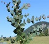 'Big O' Eucalyptus Omeo Gum