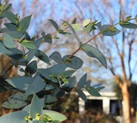 'Sheila' Black Sallee Eucalyptus Stellulata Picture