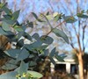 'Sheila' Black Sallee Eucalyptus Stellulata