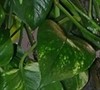 Heart-leaf Philodendron Leaves