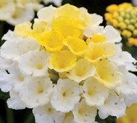 Sunny Side Up Lantana Picture