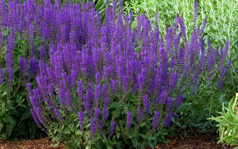 May Night Salvia Picture