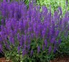 May Night Salvia Picture