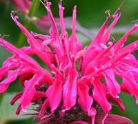 Balmy Rose Bee Balm Picture