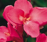 Rose Dwarf Canna Lily Picture