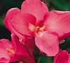 Rose Dwarf Canna Lily