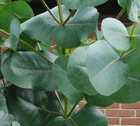 'Big O' Eucalyptus Omeo Gum Picture