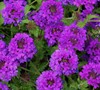 Homestead Purple Verbena Picture