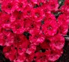 Fire Star Dianthus Picture