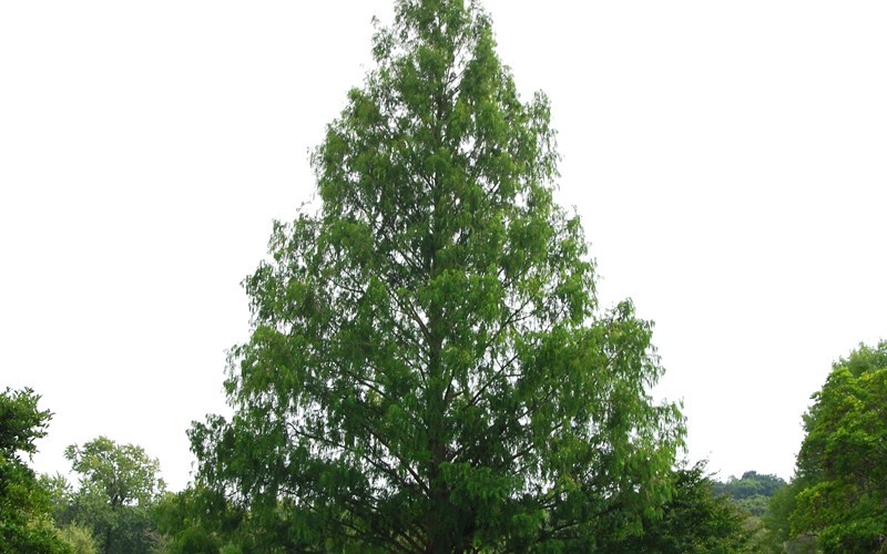 Dawn Redwood Picture