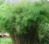 Blue Fountain Clumping Bamboo