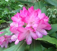 Southgate Radiance Rhododendron Picture