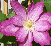 Asao Clematis Picture