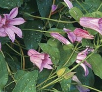 Duchess Of Albany Clematis Picture