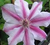 Candy Stripe Clematis