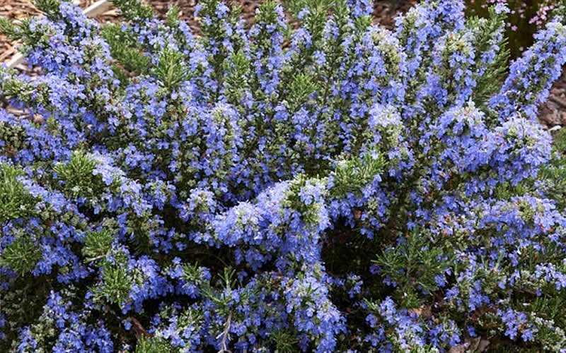 Chefs Choice® Rosemary Picture