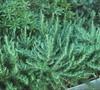 Chefs Choice® Rosemary Picture