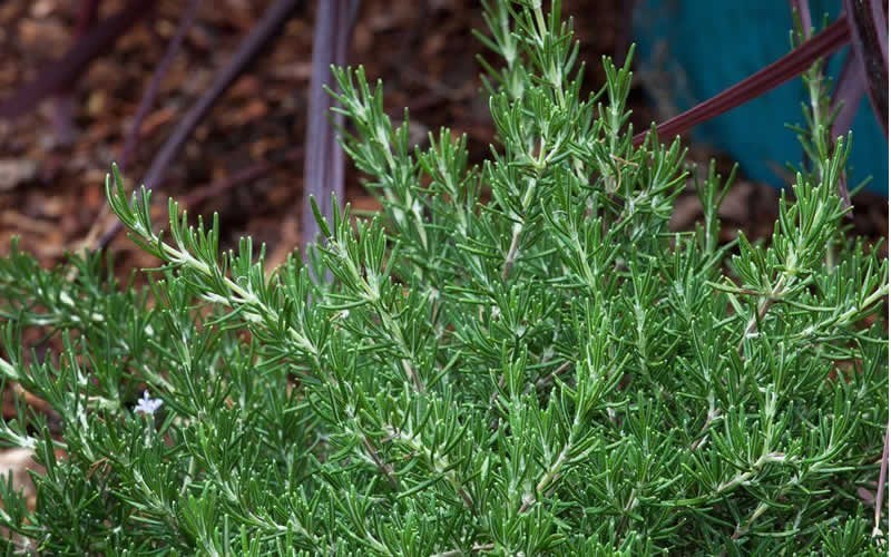 Chefs Choice® Rosemary Picture