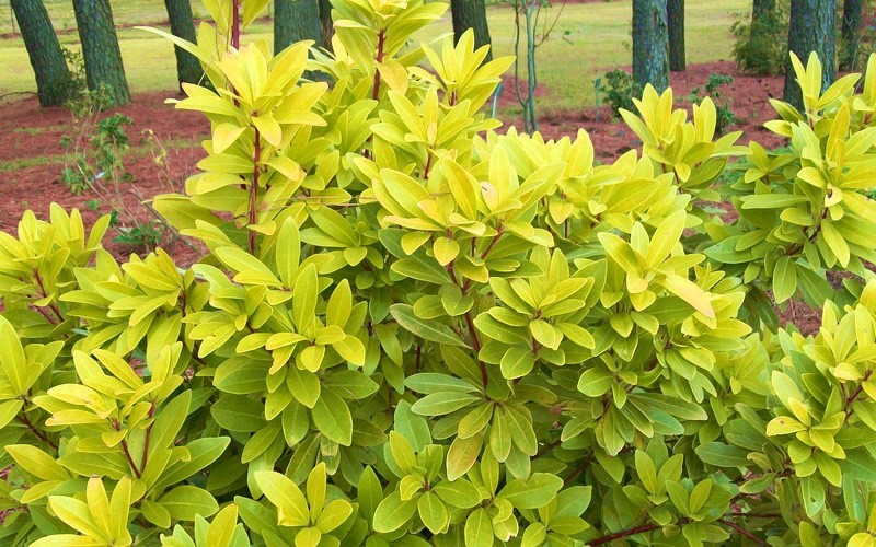 Florida Sunshine Yellow Anise Picture