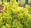 Florida Sunshine Yellow Anise
