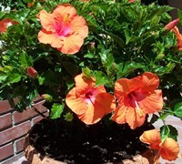 Mandarin Wind Hibiscus Shrubs