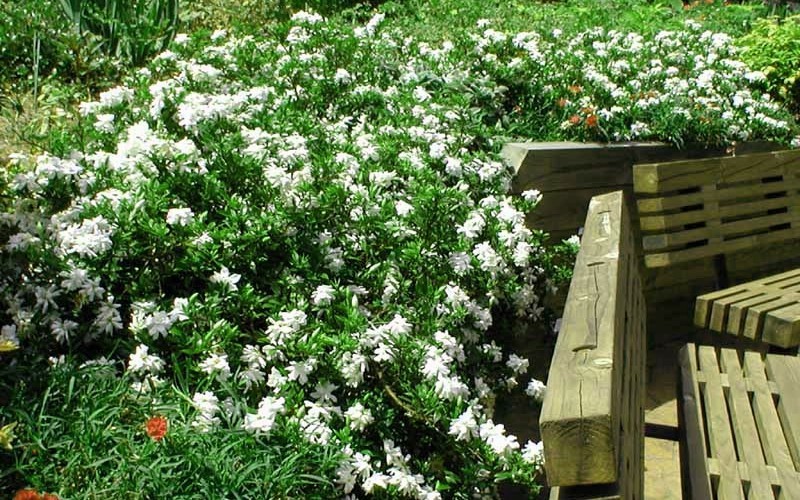 Creeping Gardenia Picture
