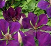 Identify Clematis Name & Type Picture