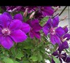 Picture about Identify Clematis Name & Type