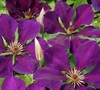 Picture about Identify Clematis Name & Type