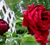 Picture about Climbing Rose Blooms Problems
