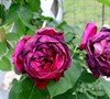 Picture about Climbing Rose Blooms Problems