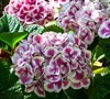 Cityline® Mars Bigleaf Hydrangea