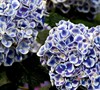 Cityline® Mars Bigleaf Hydrangea