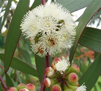 'Bonza' Snow Gum Eucalyptus Picture