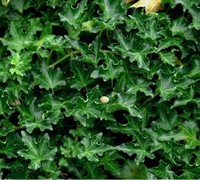 Ivalace Dwarf English Ivy Picture