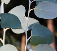 'Mappa Tassie' Eucalyptus Pauciflora Picture